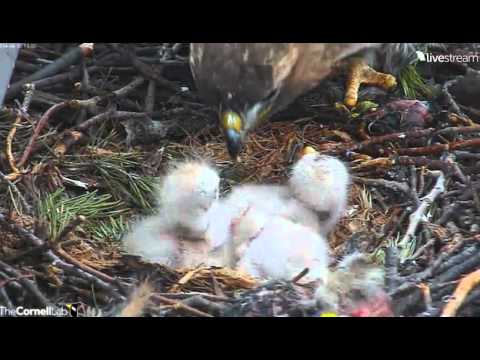 Video 2014 04 30 163341  Cornell hawks 7 30 pm feeding