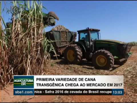 CANA TRANSGÊNICA - 21/10/2016