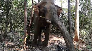 preview picture of video 'មកលេងដំរីនៅកាទៀង come to visit elephant at Kateang waterfall.'