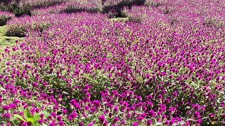 Download lagu Malang :D mp3