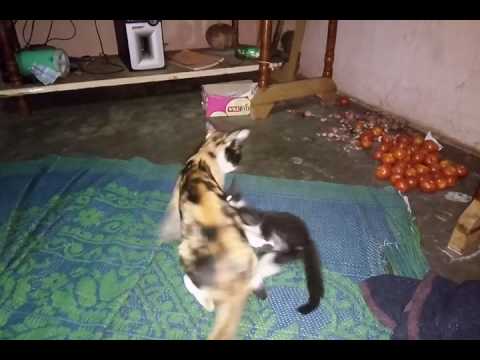 Cat Fighting& Destroy