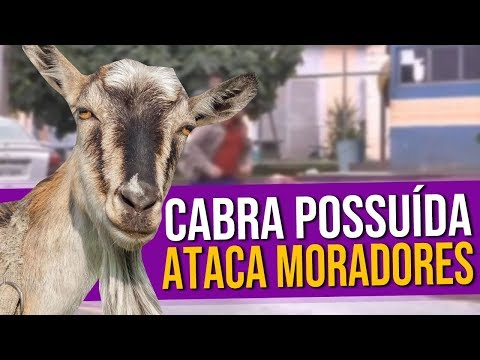 , title : 'Narrando o Vídeo: Cabra Possuída Ataca Moradores!!!'