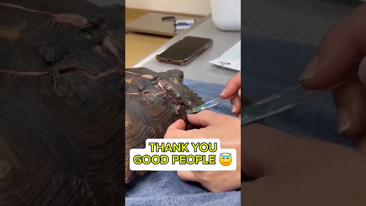 Save turtles - Giant brown tortoise rescued after broken shell #shorts #tortoise #turtle