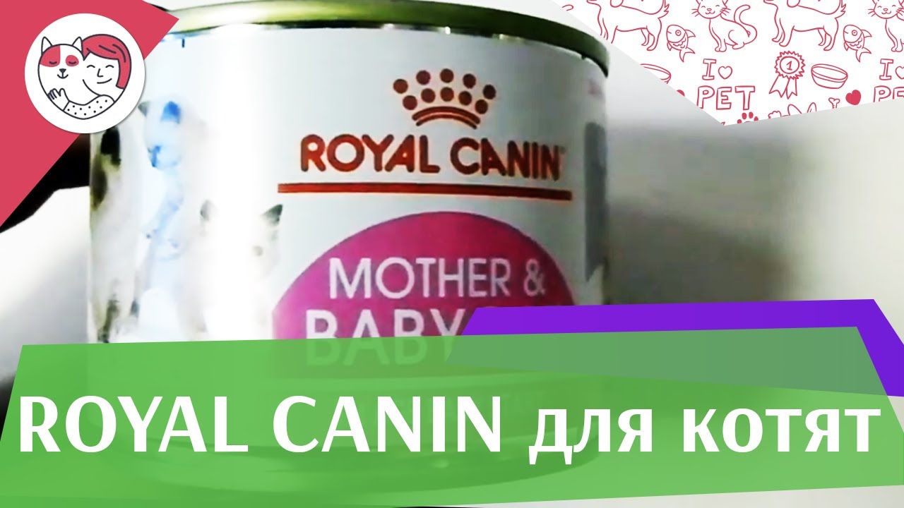 RoyalCanin Kitten на ilikepet