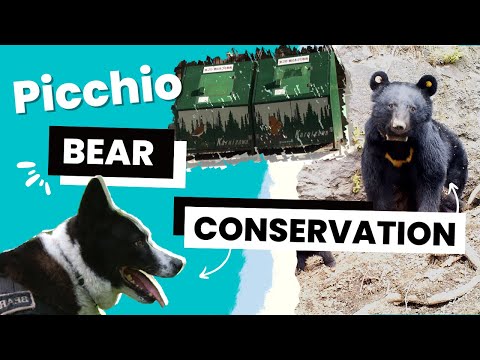 , title : 'Black bear conservation in Japan | Picchio Internship | QUB'