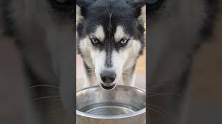 Video preview image #1 Siberian Husky Puppy For Sale in Pena Blanca, NM, USA