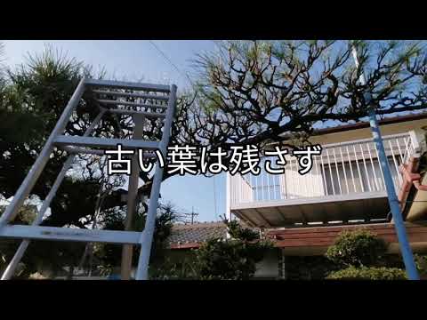 園芸 放置された果樹の剪定方法は?
