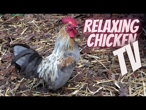 Relaxing Chicken TV  - Hühner picken nach Körnern im Stroh - Entspannungsvideo ASMR