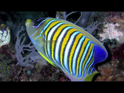 XLPF feat. NAPALM.....Lyrical Killaz