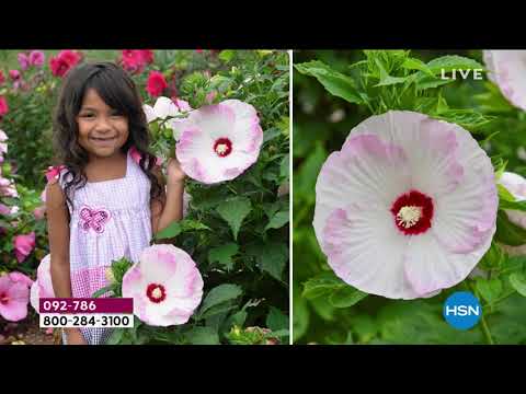 HSN | Shannon's In The House! 03.05.2021 - 08 PM