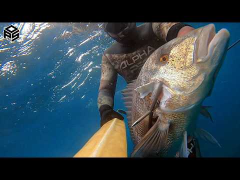 PESCASUB Dentice Gigante Pesca subacquea Profonda - Spearfishing Dentex