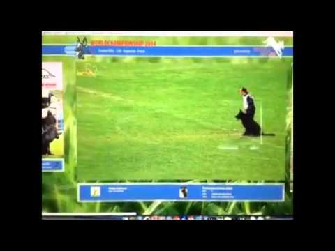 WUSV 2014 Iron von den Wolfen and Debra Zappia long attack