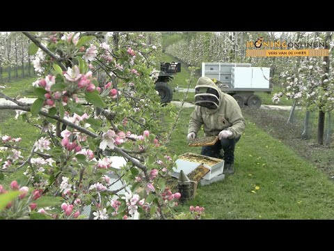 Veluwse bijen zorgen voor bestuiving van appelbloesem in de Betuwe