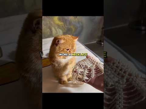 Owner Brought Necklace's for His Cat 😍 #shorts