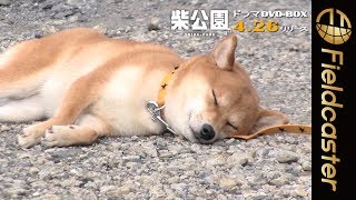 【うとうとの柴犬が可愛すぎる】「柴公園」メイキング mqdefault - 【うとうとの柴犬が可愛すぎる】「柴公園」メイキング