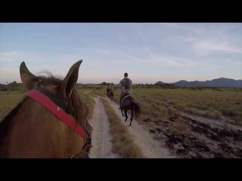 Falling off a Horse at a Guyanese Ranch