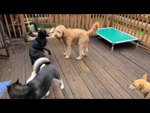 Mako, Dio, and Poppy