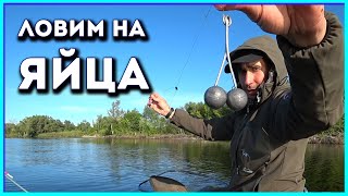 Яйца для ловли леща своими руками