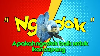 Download lagu CUPANG ngedok // cupang hias mp3
