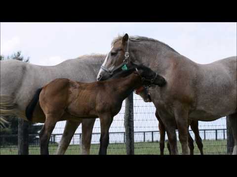 Draft mare grooming another mare's foal