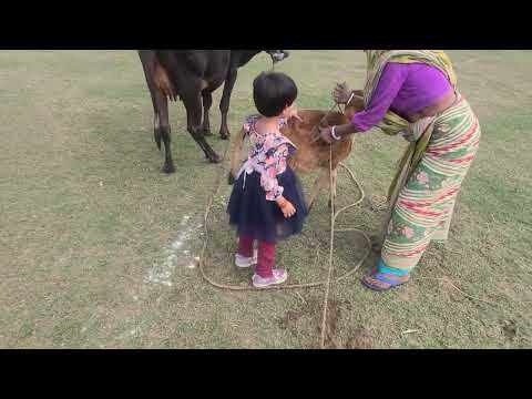 Insiya is playing with cow
