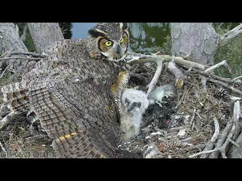 Savannah Great Horned Owl Mom Defends Nest Again  February 23, 2015