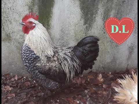 Kükenaufzucht mit der Glucke.Küken.Ausgewachsen.