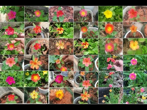 Onze Horas lindas e sempre floridas