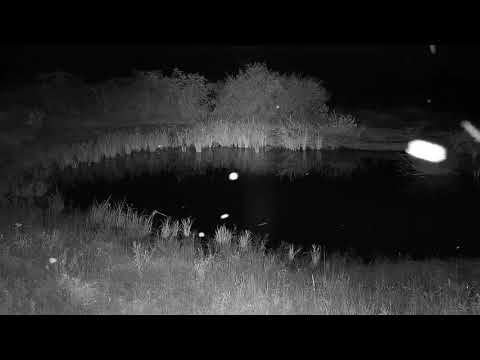 Djuma: Sights and sounds of late night and early morning - 20:55 - 02/14/2020