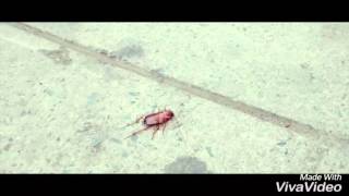 La cucaracha - canciones para niños