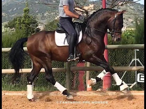 SOLD!! TOP DRESSAGE PRE HORSE IN FANTASTIC PRE HORSES