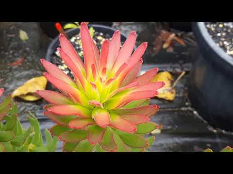 The Garden Pot Workshop - Nursery Tour - June 2020