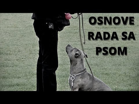 Osnove rada sa psom