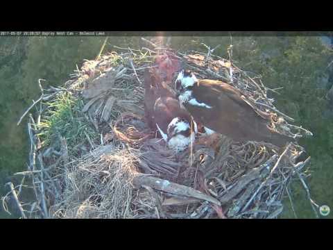 "Kicking" and wing pulling over incubation duties - Belwood Osprey Cam