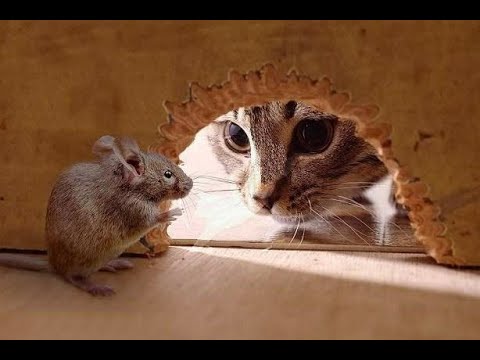 #cat #cateatingvideos #catvideos #mousehunt