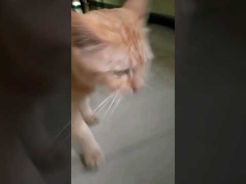 My cat get very tired of hearing chipi chapa over and over again #cats #chipichipi