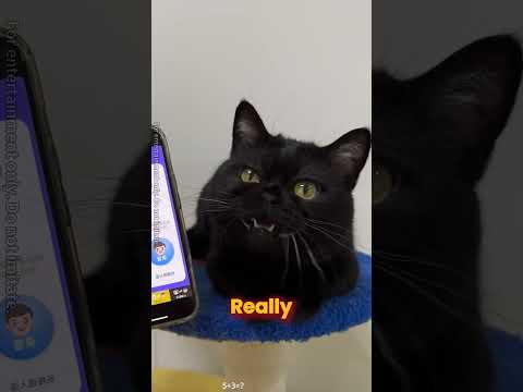 Pranking my cat with a pet translator😂#pov #shorts #usa #relatable