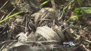 Brown Pelican Tortured, Killed in Baldwin County