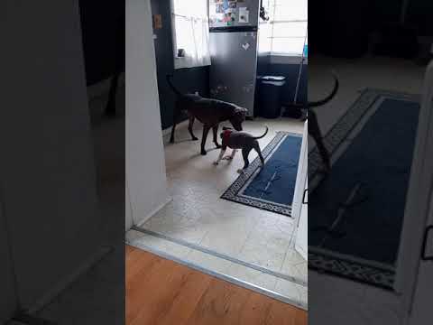 Christine pitbull puppy vs Lily the adult pitbull ruin by  pig