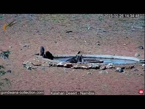 Warthog mom and three cute piglets - Live stream in the Kalahari Desert, Namibia