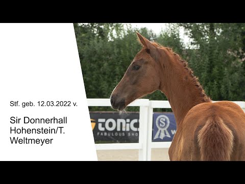 Stf v Sir Donnerhall x Hohenstein T x Weltmeyer 2022