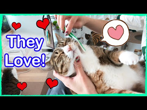How to Treat Cat Acne at Home (Dirty Cat Chin)