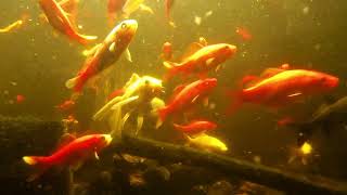 "Tank Cam": Indoor Koi Pond