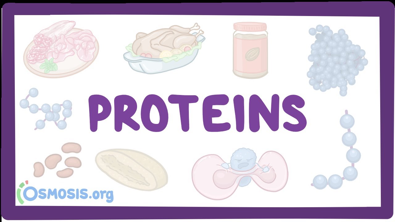 Proteins (Updated 2024)