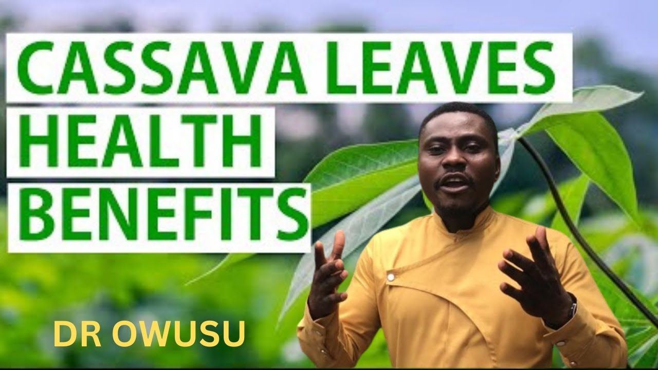 Health benefits of cassava leaves🤔discovered by Dr Owusu