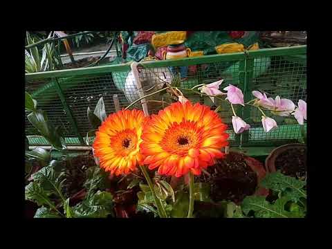 Garden Flowers 3D {NO GLASSES,all displays}- dynamic 3D