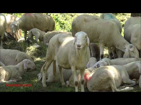 UN GREGGE DI PECORE E AGNELLINI A RIPOSO AL LAGO DELLE ROVINE "ENTRACQUE" (CN) DOM. 5 - 7 - 2020.