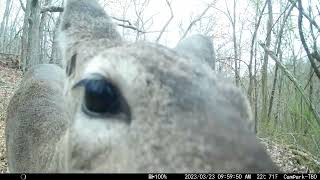 Trail Cam Tuesday - December 12, 2023