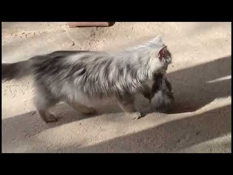 Cat ne bache diye birth cats 🐈‍⬛ #cat #vlog #zahoorvlogs #zahoor #viral #vlogger #vlogging