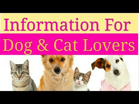 Information Dose | Dog and Cat | Punjab Mail USA TV Channel